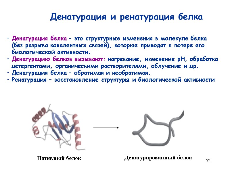 52 Денатурация и ренатурация белка  Денатурация белка – это структурные изменения в молекуле